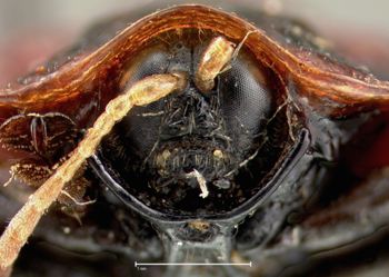 Media type: image;   Entomology 23636 Aspect: head frontal view